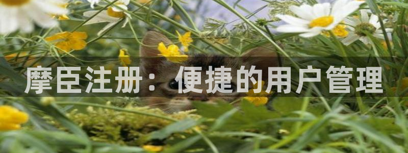 卧龙娱乐体育注册平台：摩臣注册：便捷的用户管理